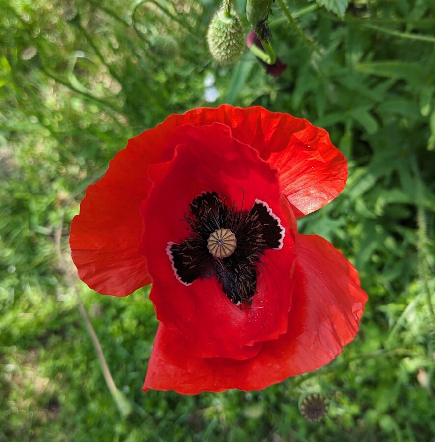 Papaver